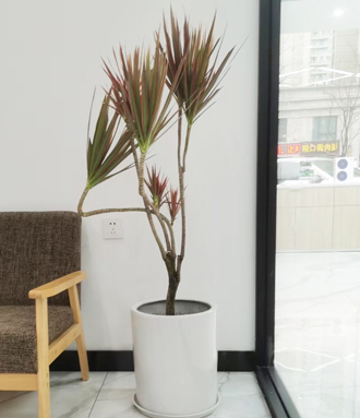 �����̻�����ֲ��